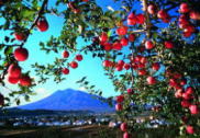 写真:りんご畑から望む岩木山