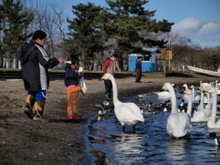 高瀬川ハクチョウ