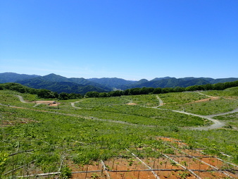 H2906060011