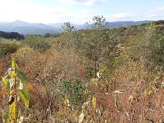 R0610310011