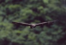 Golden eagle