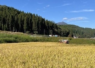 西目屋村大秋地区「あおもりっこ」栽培展示ほ２