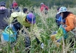 とうもろこし収穫体験