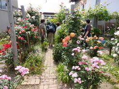 農家のバラ園