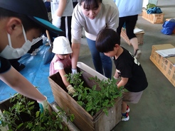 R7トマト植え付け体験１