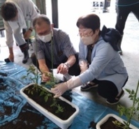 R7トマト植え付け体験１