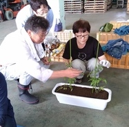 R7トマト植え付け体験１
