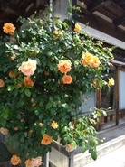 R7鎌田氏バラ３