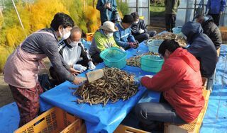 花豆のさやむき作業